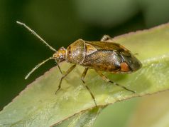Blomstertæge deraeocoris flavilinea
